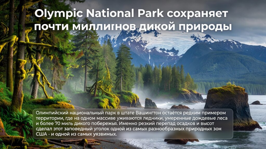 Olympic National Park сохраняет почти миллион акров дикой природы